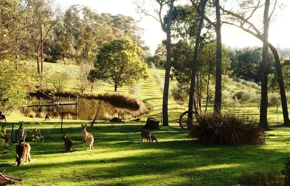 Countryside Retreat Romantic Tranquil Native Wildlife Township Hepburn - Daylesford Хепбёрн-Спрингс Экстерьер фото